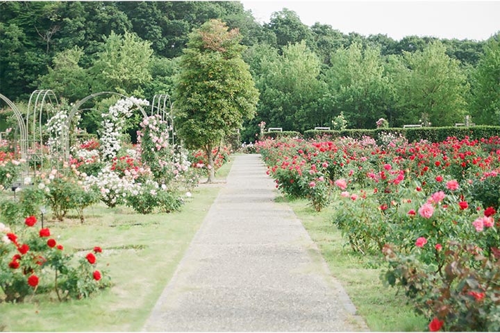 landscaping elegant garden